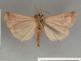 Cornifrona albidiscalis